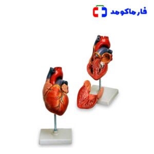 مولاژ قلب 1/5 برابر