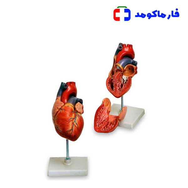 مولاژ قلب 1/5 برابر مولاژ قلب 1/5 برابر