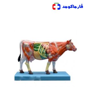 مولاژ آموزشی گاو