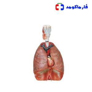 مولاژ دستگاه تنفس