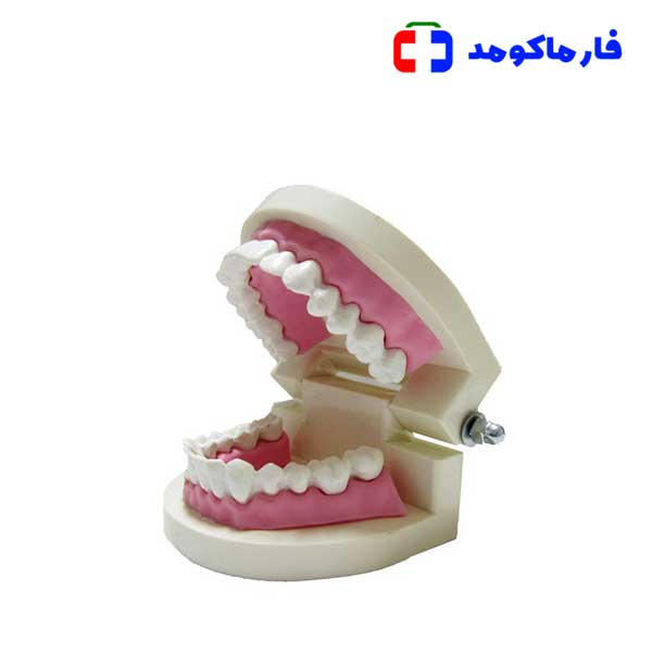 مولاژ دندان انسان متوسط مولاژ دندان انسان متوسط