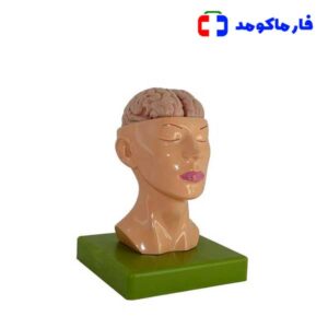 مولاژ سر با نمایش مغز