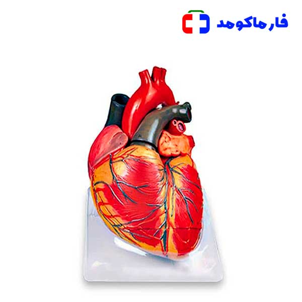 مولاژ قلب 3 برابر مولاژ قلب 3 برابر