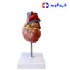 مولاژ قلب انسان اندازه طبیعی