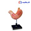 مولاژ معده انسان
