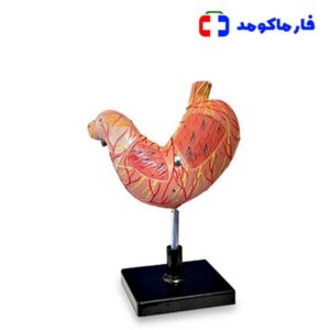 مولاژ معده انسان