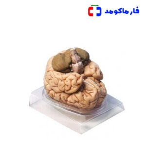 مولاژ مغز دو قسمتی