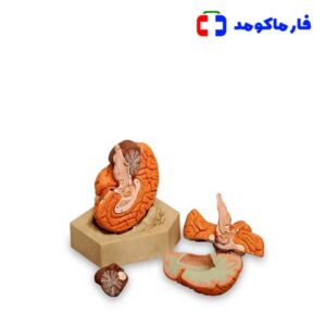 مولاژ مغز ۴ قسمتی