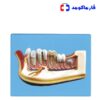 مولاژ نیم فک انسان دیواری