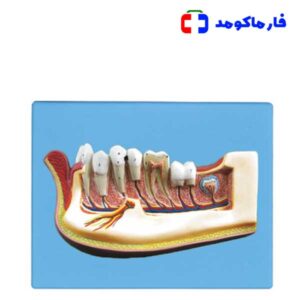 مولاژ نیم فک انسان دیواری
