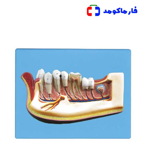 مولاژ نیم فک انسان دیواری مولاژ نیم فک انسان دیواری