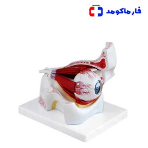 مولاژ چشم با نمایش ماهیچه