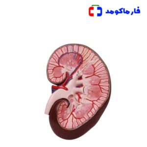 مولاژ کلیه دیواری