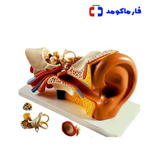 مولاژ گوش انسان