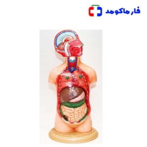 مولاژ نیم تنه انسان 10 قسمتی