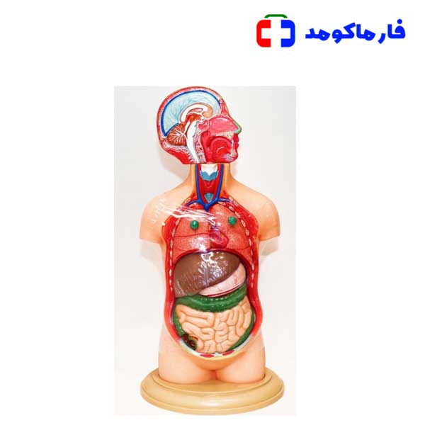 مولاژ نیم تنه انسان 10 قسمتی مولاژ نیم تنه انسان 10 قسمتی