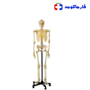 مولاژ اسکلت بدن انسان اندازه طبیعی