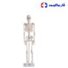 اسکلت بدن انسان 1/2 اندازه طبیعی
