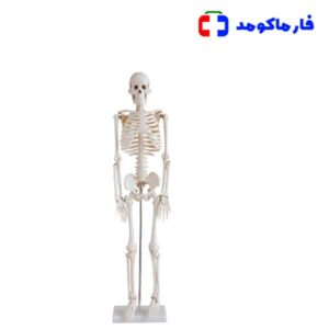 اسکلت بدن انسان 1/2 اندازه طبیعی