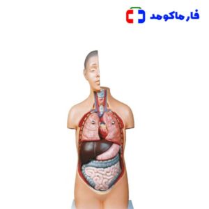 مولاژ نیم تنه بدن انسان 1/2