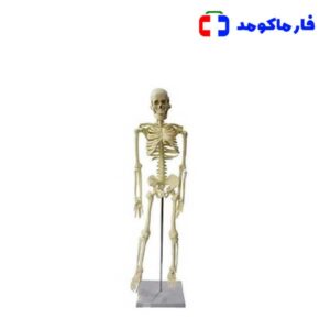 اسکلت بدن انسان 1/4 اندازه طبیعی