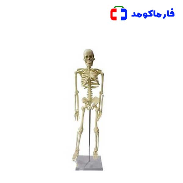 اسکلت بدن انسان 1/4 اندازه طبیعی اسکلت بدن انسان 1/4 اندازه طبیعی
