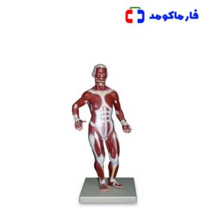 مولاژ عضلات 1/3 ساده