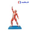 مولاژ عضلات 1/3 فیگور