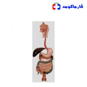 مولاژ دستگاه گوارش