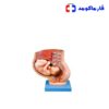 مولاژ مدل حاملگی