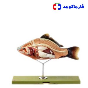مولاژ آناتومی ماهی
