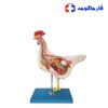 مولاژ آناتومی مرغ
