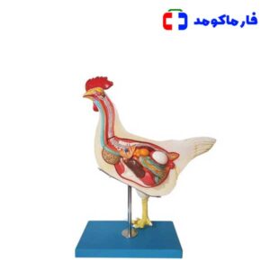 مولاژ آناتومی مرغ