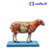 مولاژ آناتومی گوسفند