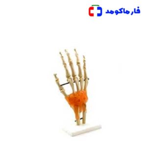مولاژ اسکلت مچ دست