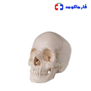 مولاژ جمجمه انسان 1/2