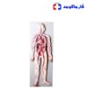 مولاژ دستگاه گردش خون