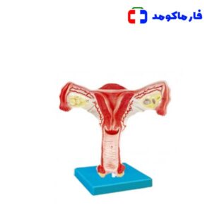 مولاژ رحم سالم