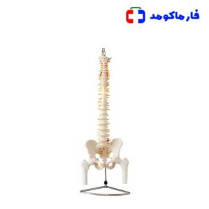 مولاژ ستون فقرات و لگن 1/2