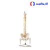مولاژ ستون فقرات و لگن اندازه طبیعی