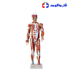 مولاژ عضلات 62 سانتی