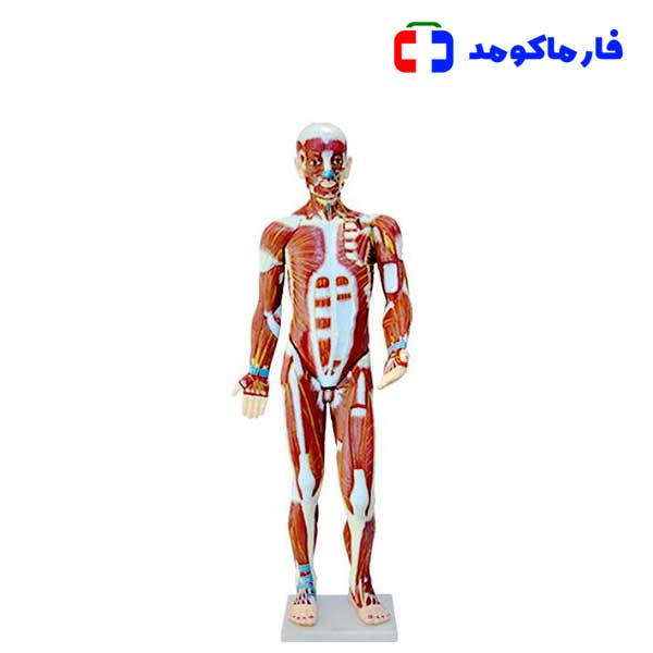 مولاژ عضلات 62 سانتی مولاژ عضلات 62 سانتی