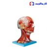 مولاژ عضلات سر و گردن