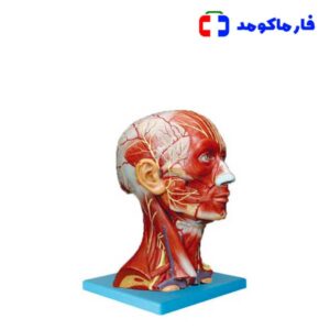 مولاژ عضلات سر و گردن