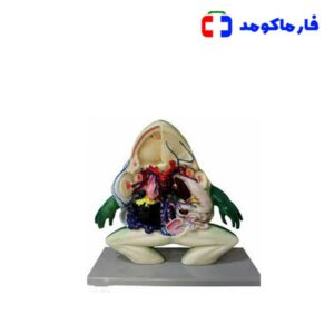 مولاژ آموزشی قورباغه