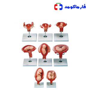 مولاژ مراحل حاملگی 8 قسمتی