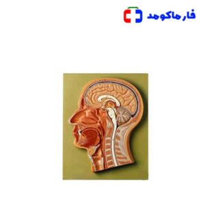 مولاژ مقطع سر و صورت