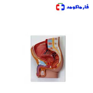 مولاژ مقطع لگن زن