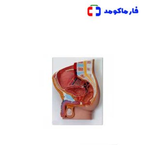 مولاژ مقطع لگن مرد