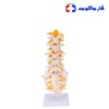 مولاژ مهره های تحتانی بدن انسان